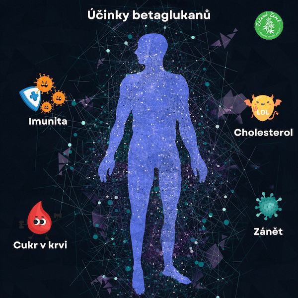 Účinky betaglukanů-3